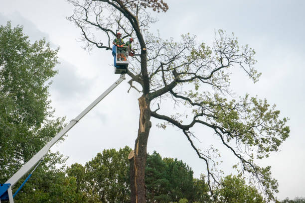 Best Tree Health Inspection  in Elwood, IL